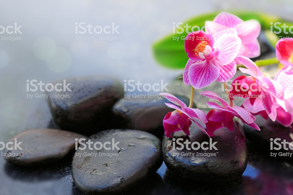 Pink Orchids And Black Stones Wellness Background Stock Photo