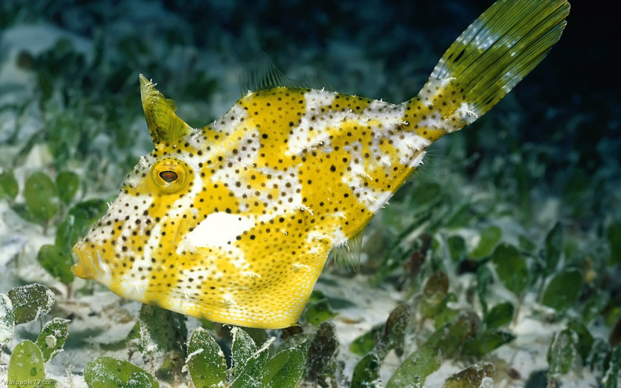 Yellow Clown Fish Wallpaper Ocean Sea Underwater Water