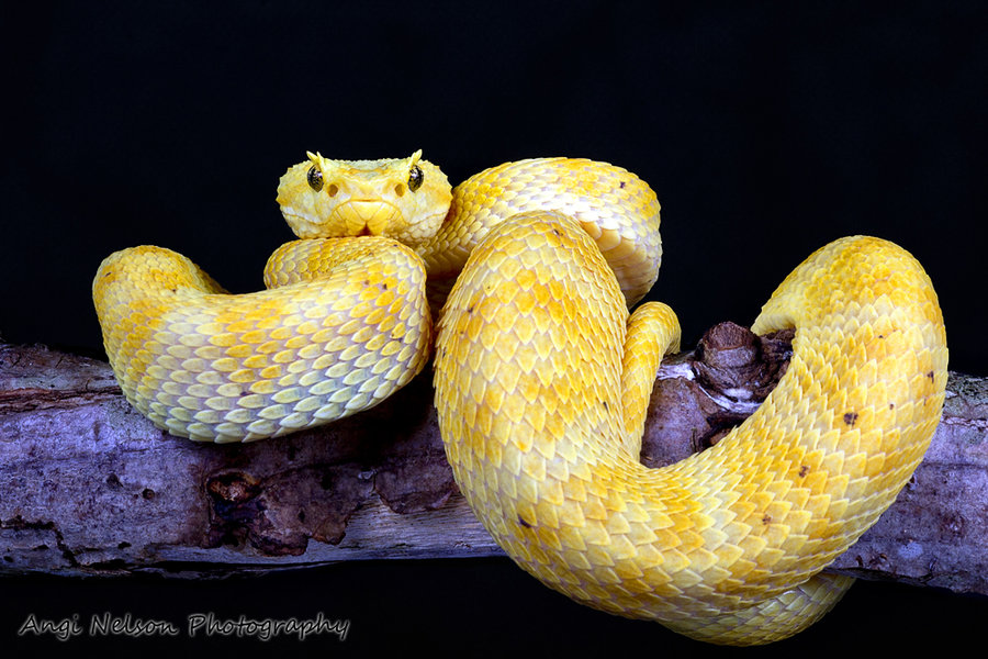 Eyelash Viper On A Branch By Angiwallace