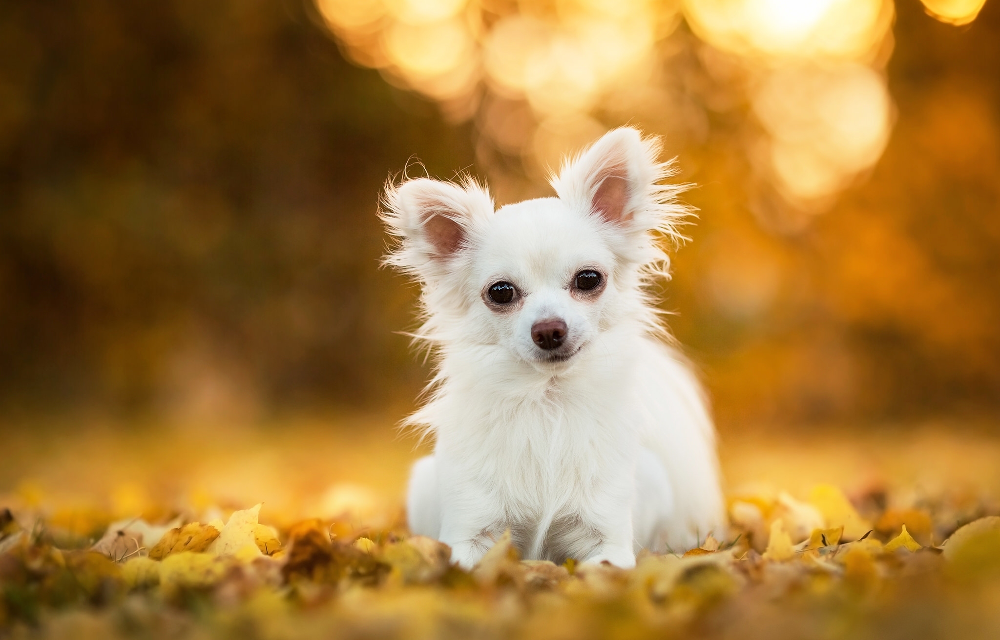 Wallpaper Chihuahua Dog Puppy Leaves Bokeh