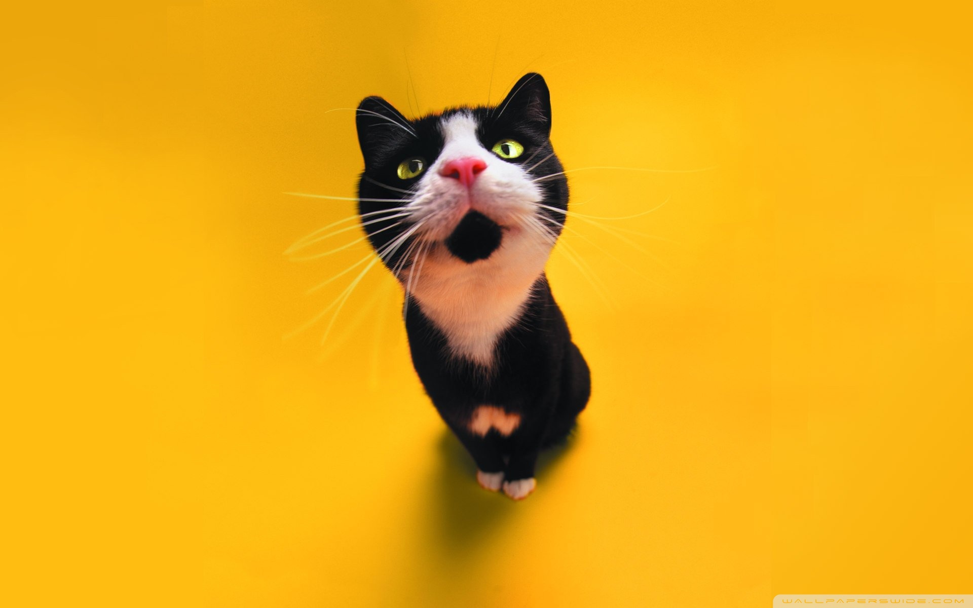 🔥 Download Funny Cat 4k HD Desktop Wallpaper For Ultra Tv Tablet by