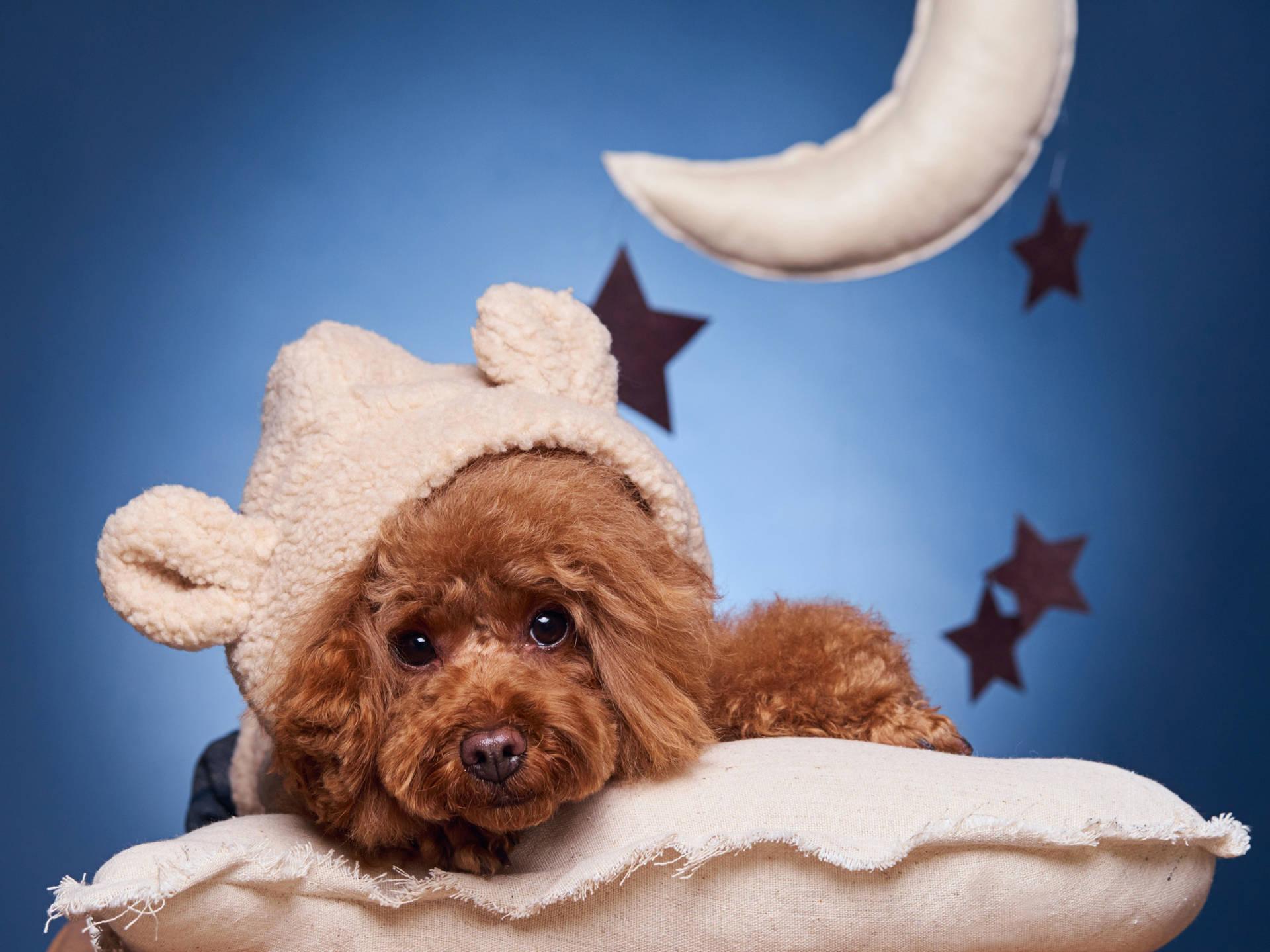 Sweet Dreams Fluffy Toy Poodle Wallpaper