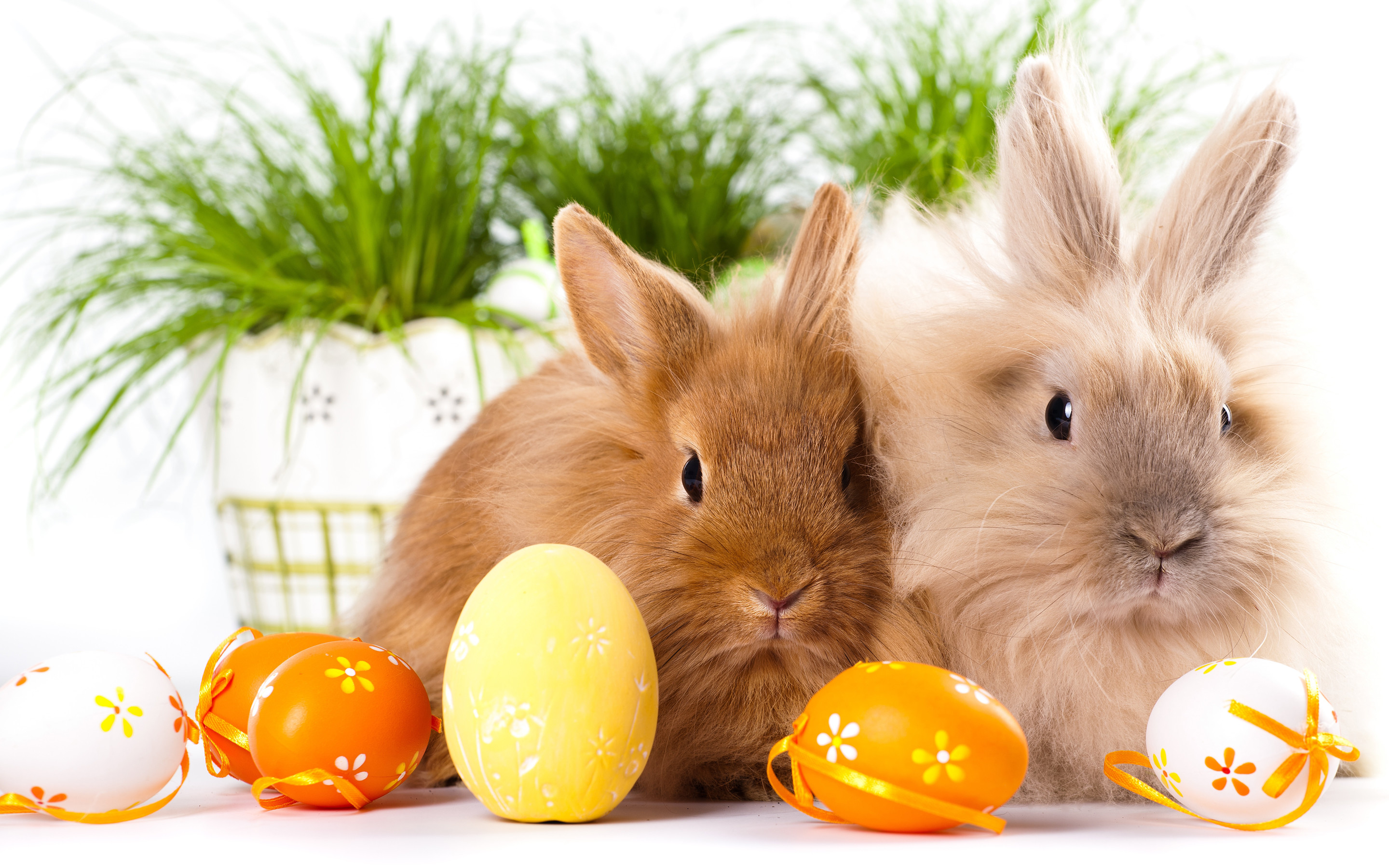 Easter Bunny Desktop Wallpaper Image