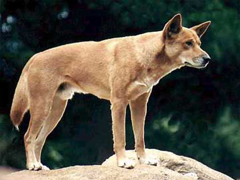 Australia S Wild Dog Dingo Pc Wallpaper Clippub