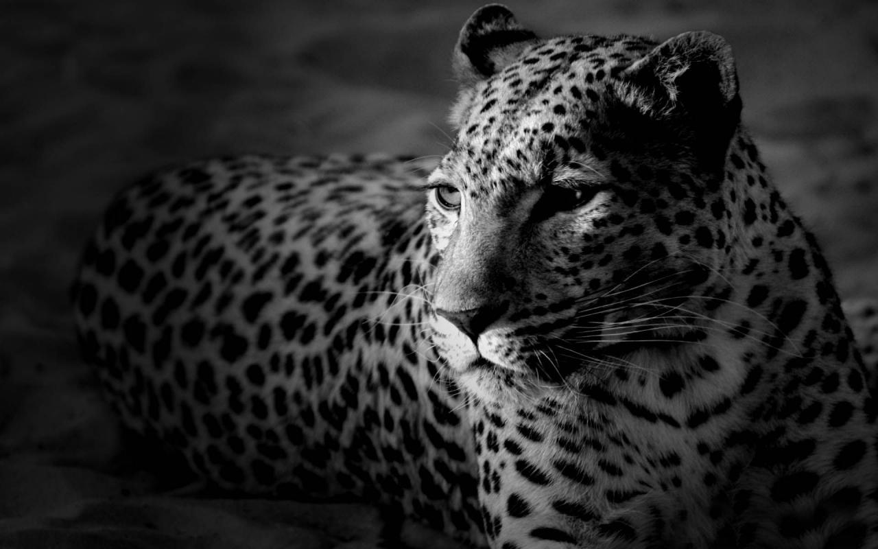 Animal Wallpaper Black And White Jaguar Background