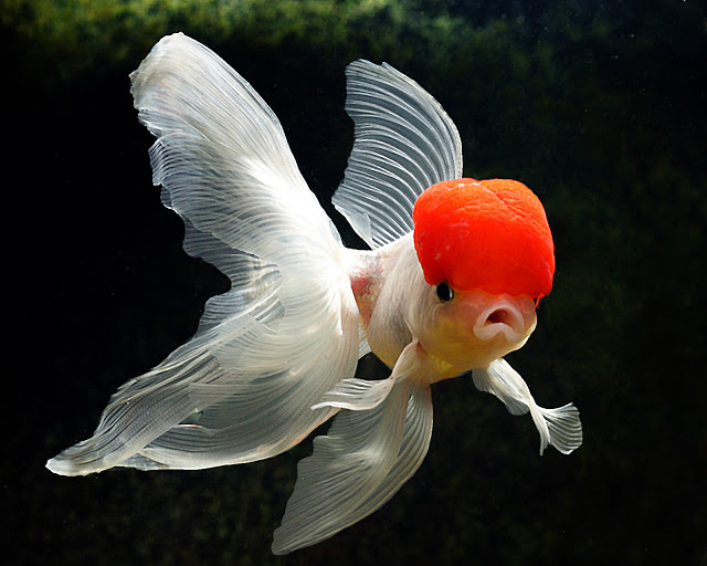 Fancy Goldfish Life Of Sea