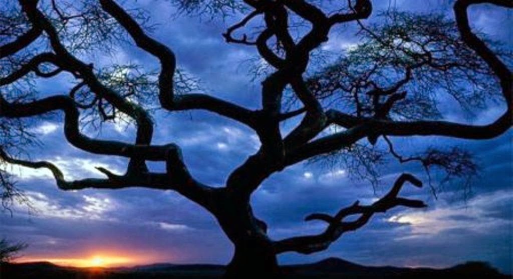 Gambar Pohon Siluet Wallpaper Pemandangan Alam Cantik 1024x558