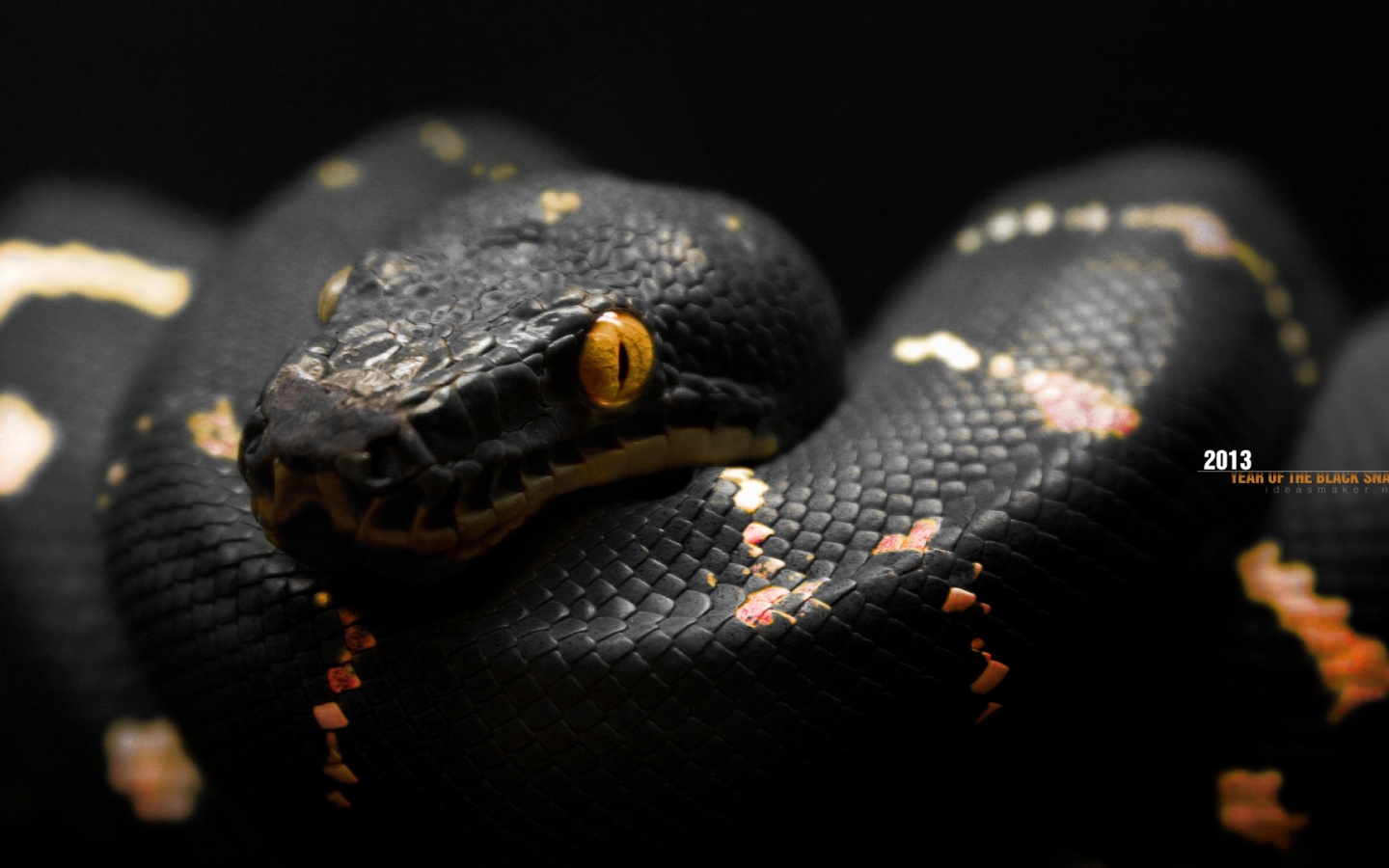 1440x900 2013 Year of The Black Snake desktop PC and Mac wallpaper