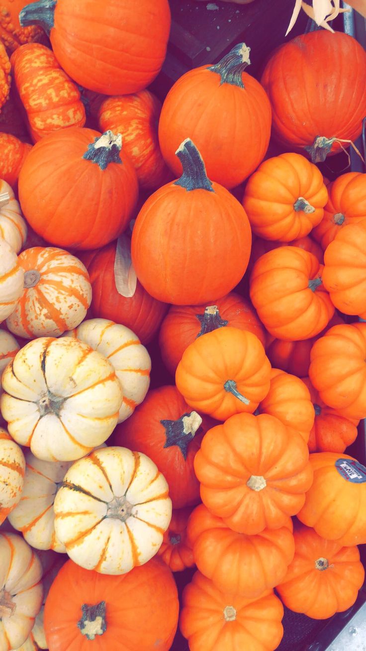 Fall Pumpkin Wallpaper iPhone