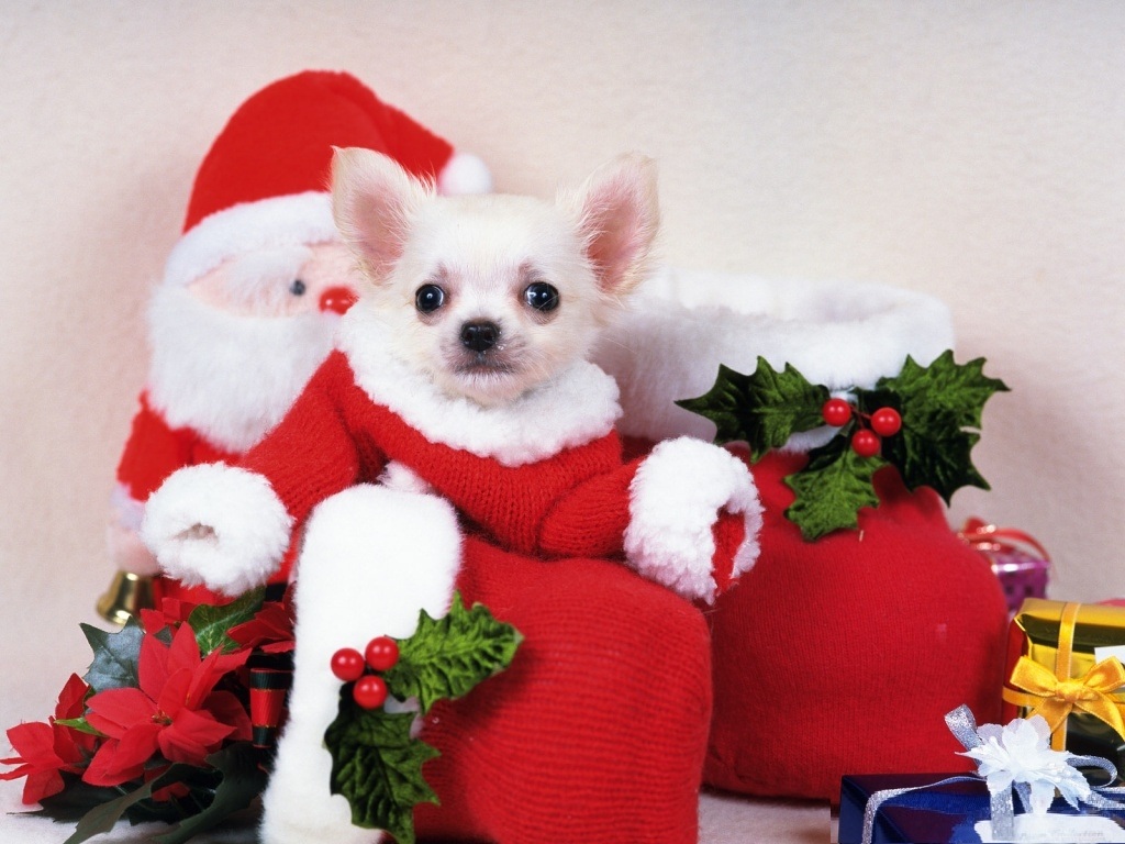 Cute Christmas Dog Wallpaper Pictures Pics Photos Image