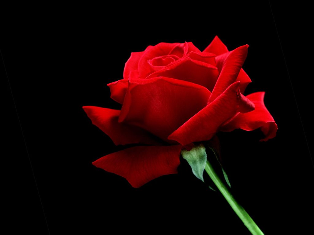 Home Flower Wallpaper A Single Red Rose