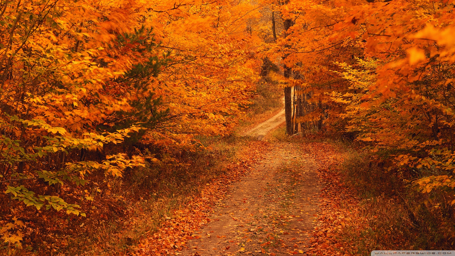 Road Less Travelled In Autumn Connecticut 4k HD Desktop