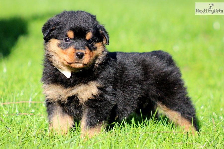 Rottweiler puppy for sale near Lancaster Pennsylvania fca95ccd 8a21