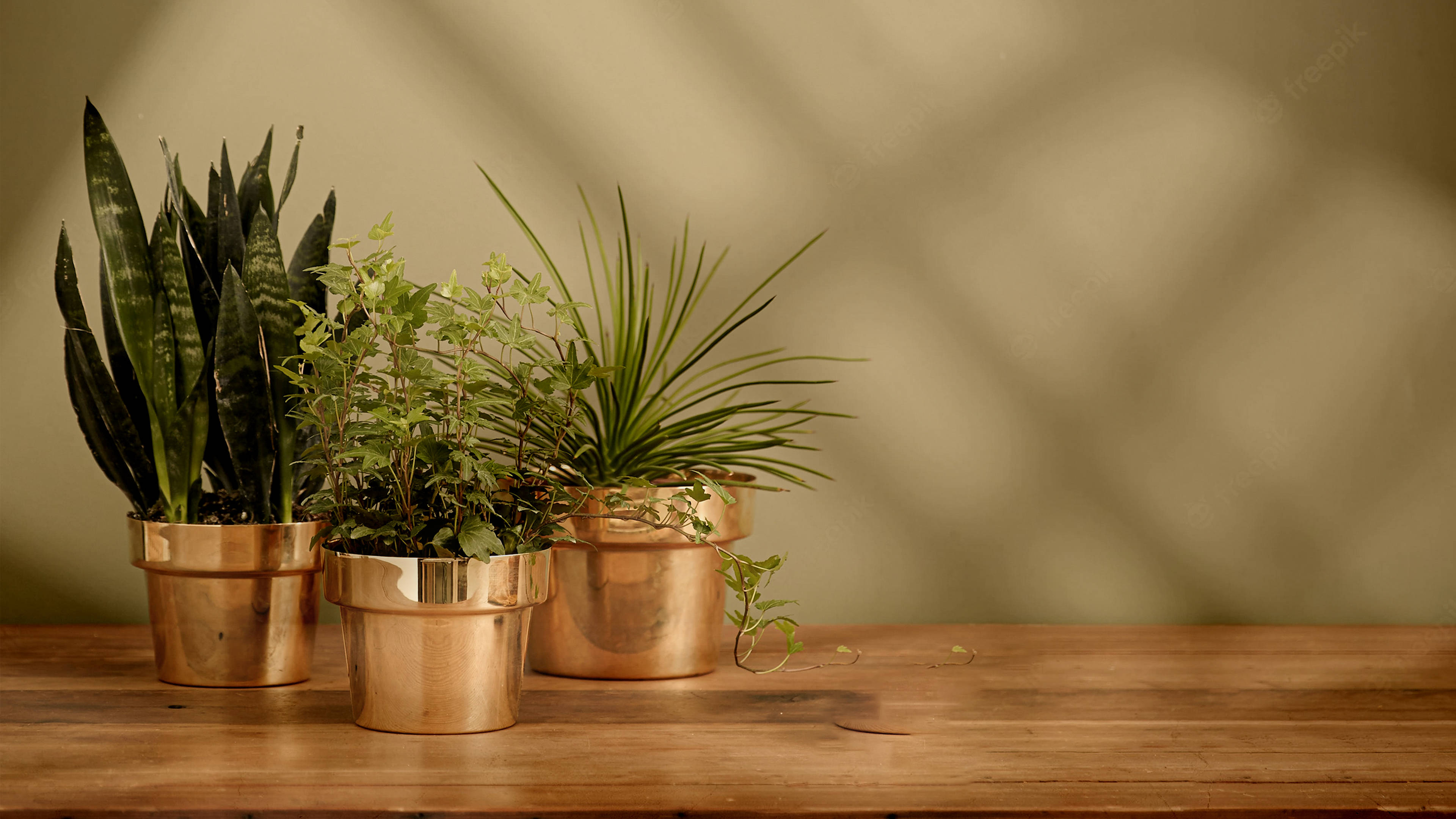 Minimalist Plant Wallpaper
