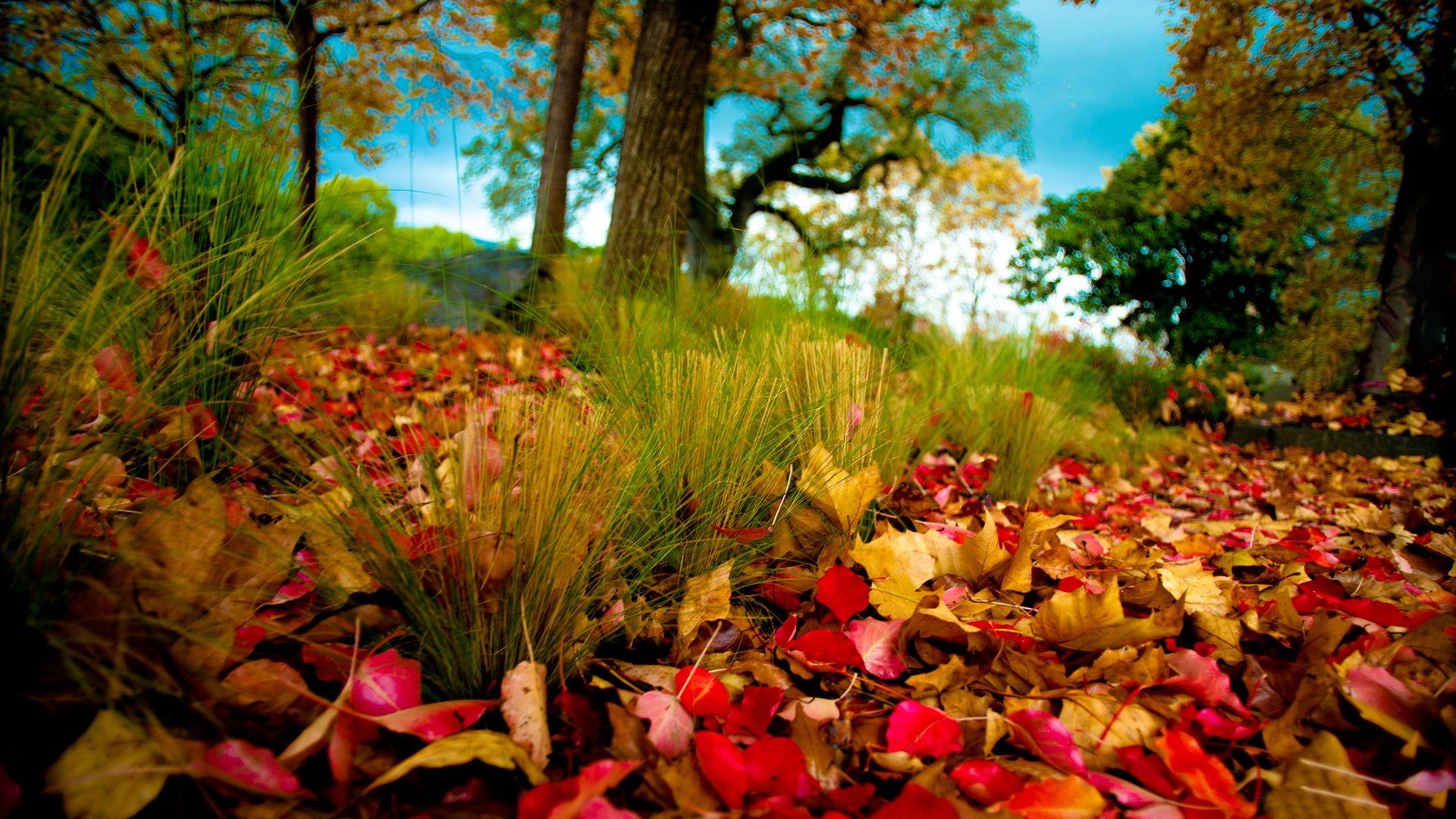 Autumn Wallpaper Background For HD