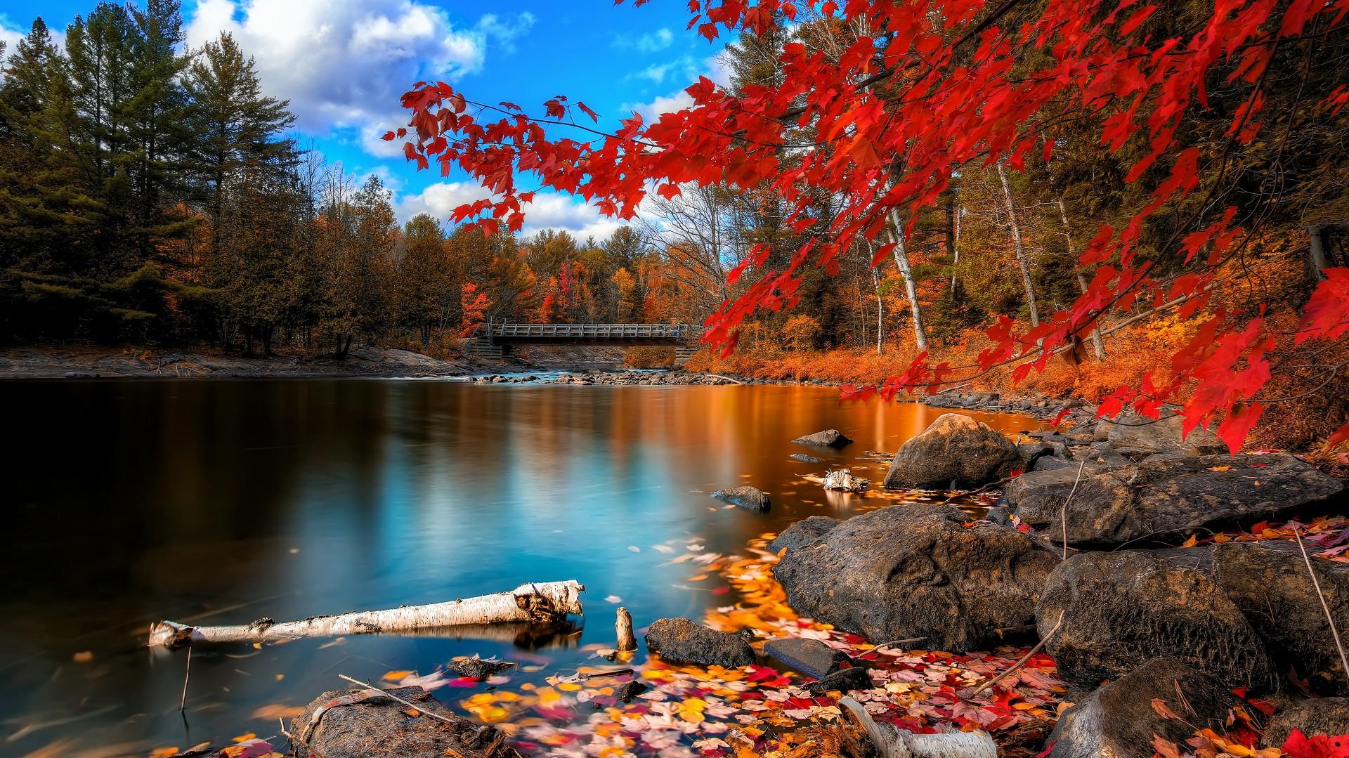 Wallpaper Autumn Forest 4k HD Leaves Trees Lake