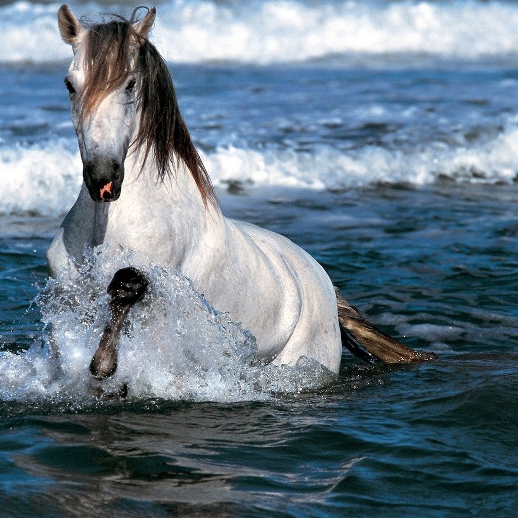 Free download Running Horse Wallpapers White Horses Running 1024x1024
