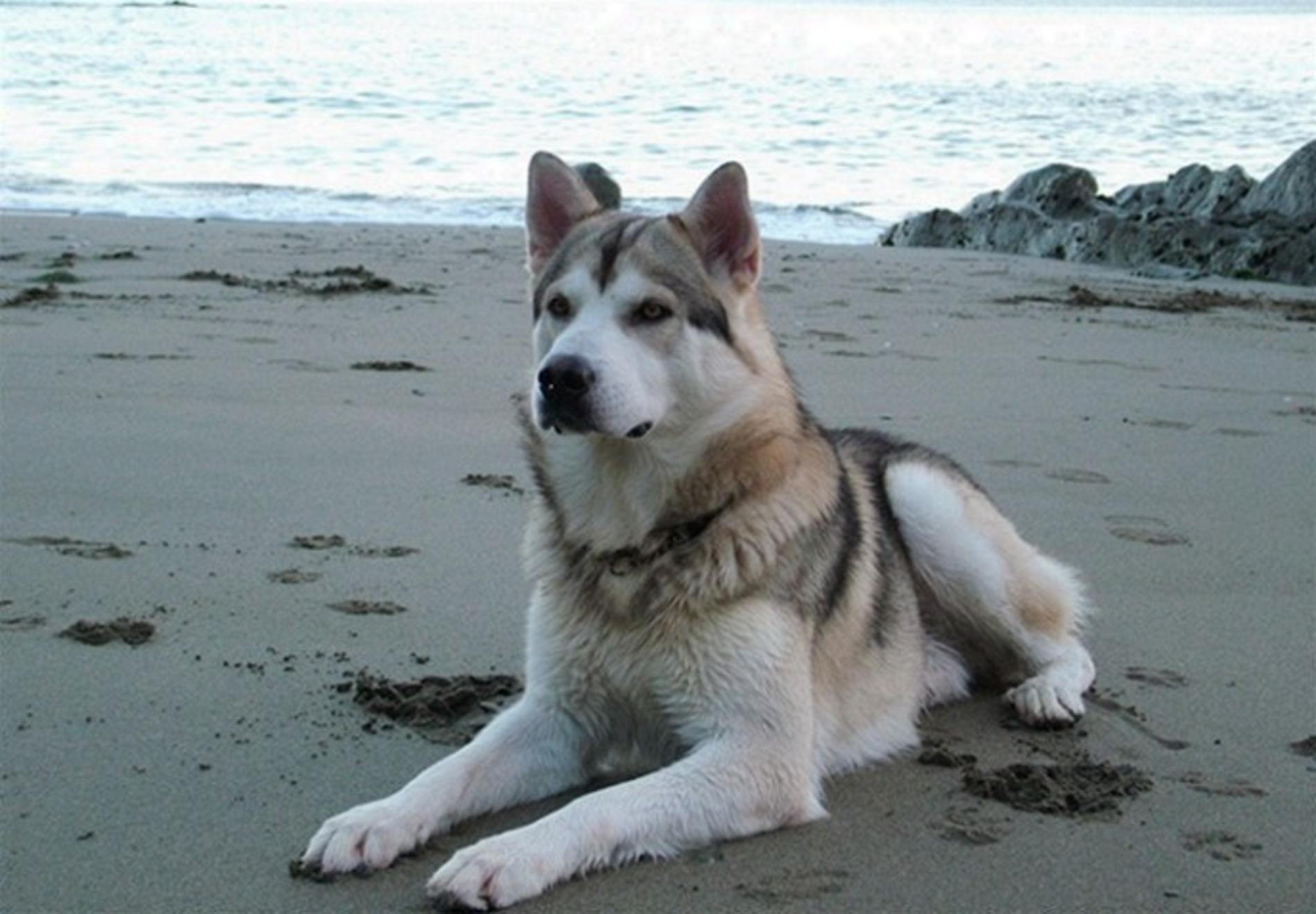 Dog On The Beach Photo And Wallpaper Beautiful Northern Inuit