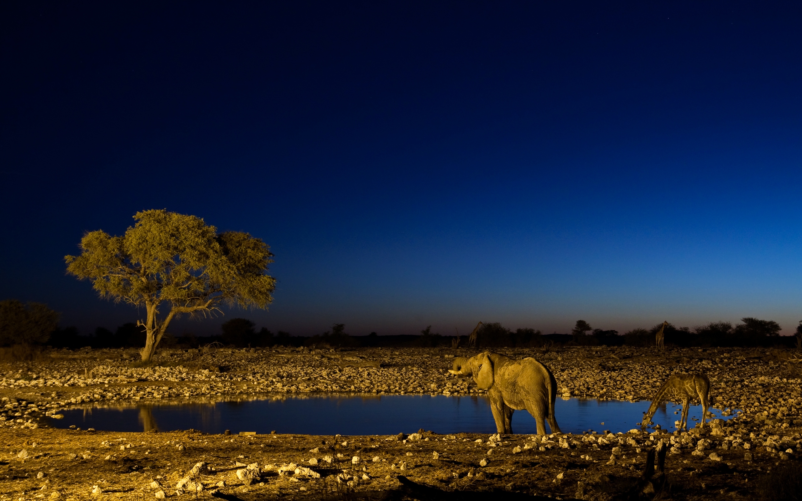 Night In Africa Wallpaper And Image Pictures Photos