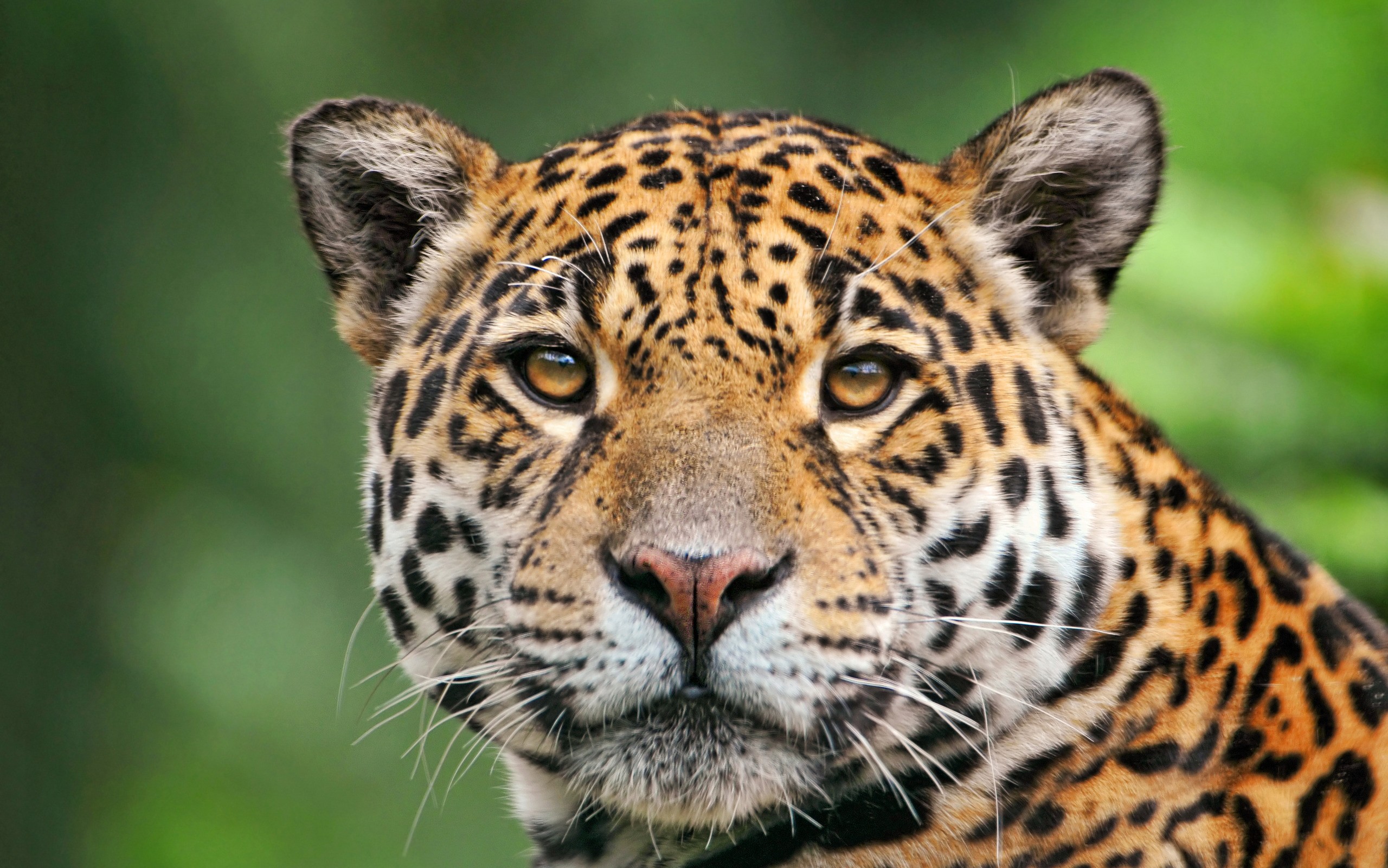 Tropical Rainforest Animals Wallpaper Jaguar Of The