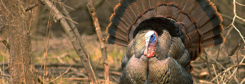 Turkey Hunting Background News For Hunters