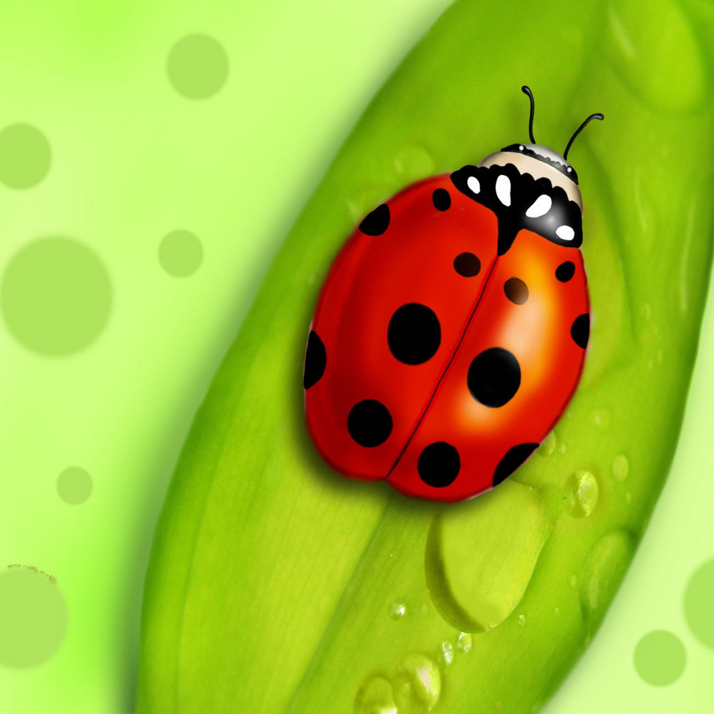 Ladybugs Image HD Wallpaper And Background