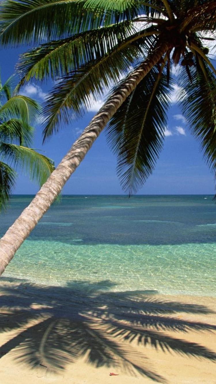 Coconut Palm Trees Seascapes Dominican Republic Wallpaper
