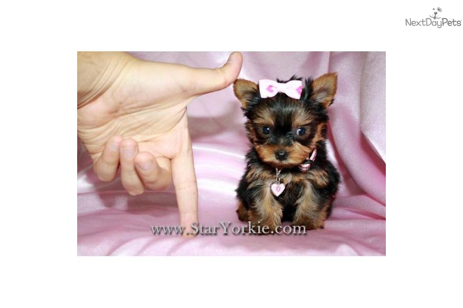 Teacup Yorkie Puppies For Sale Background Dogbreedswallpaper