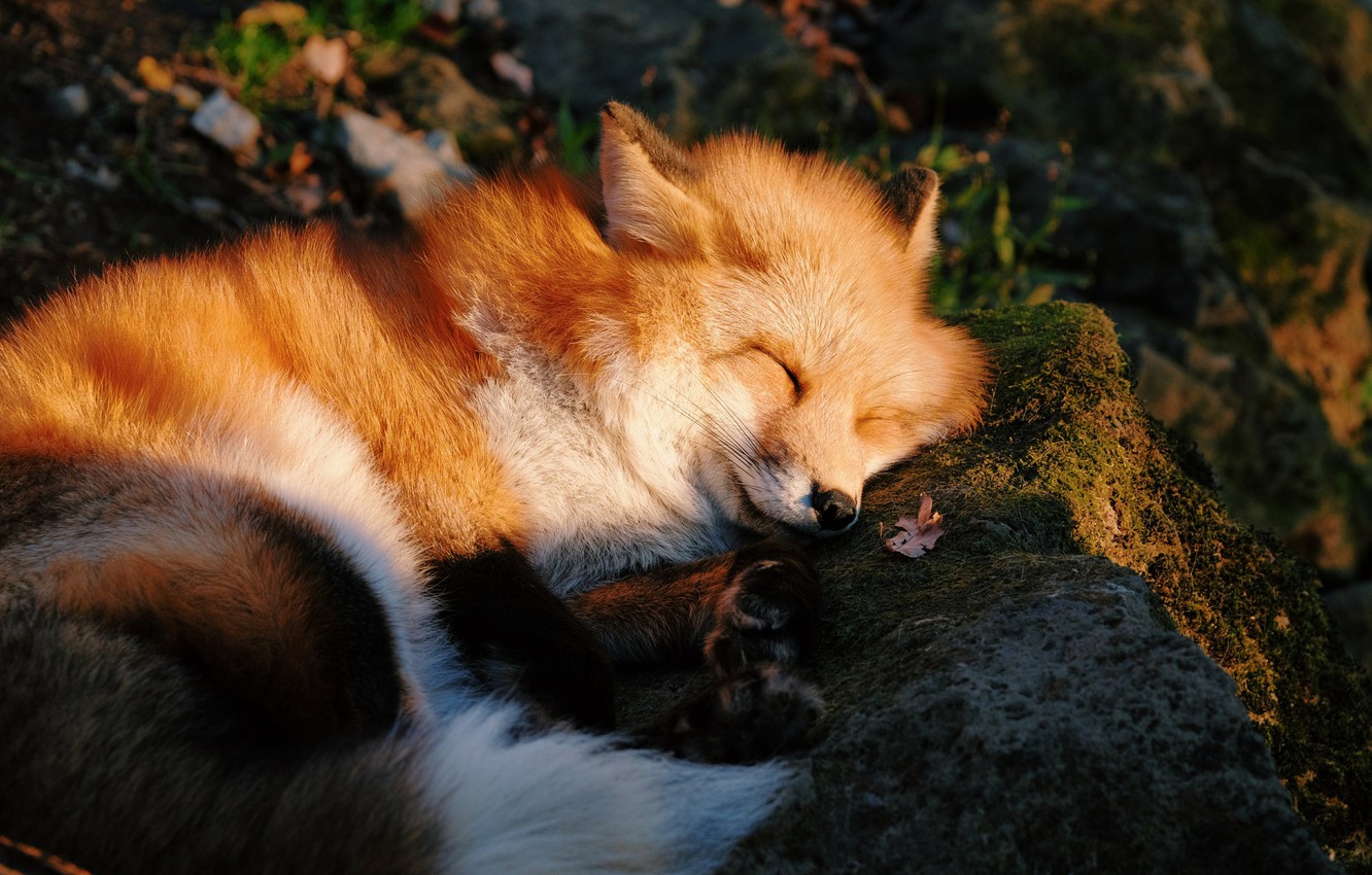 Wallpaper Forest Dream Stone Moss Sleep Fox Sleeping
