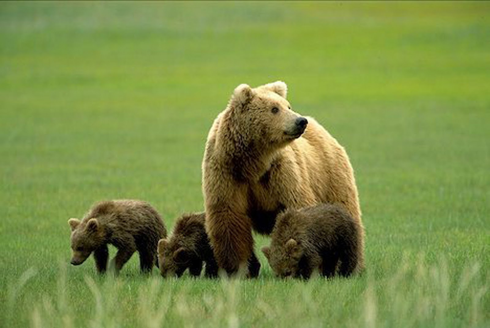 Nice Wallpaper Animals 3d Nature Grizzly Bears
