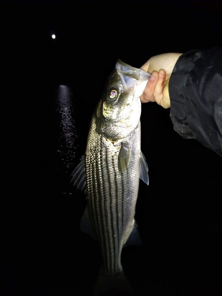 Sw Striper From Tonight With Moon In Background Caught On A