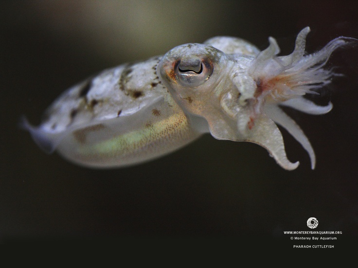 Cuttlefish Are Chameleons Of The Deep Able To Change Color And
