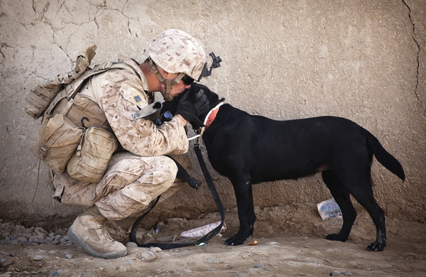 Soldiers Army Military Animals Dogs Usa HD Wallpaper