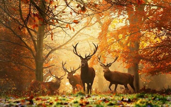 Autumn Forest Animals Deer Wallpaper High Quality
