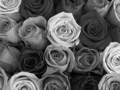   static background black and white flowers roses favimcom 433988jpg