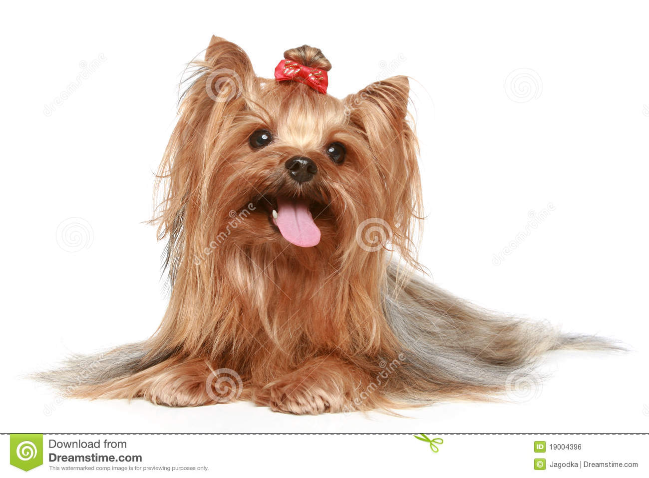 Yorkshire Terrier On A White Background Royalty Stock Image