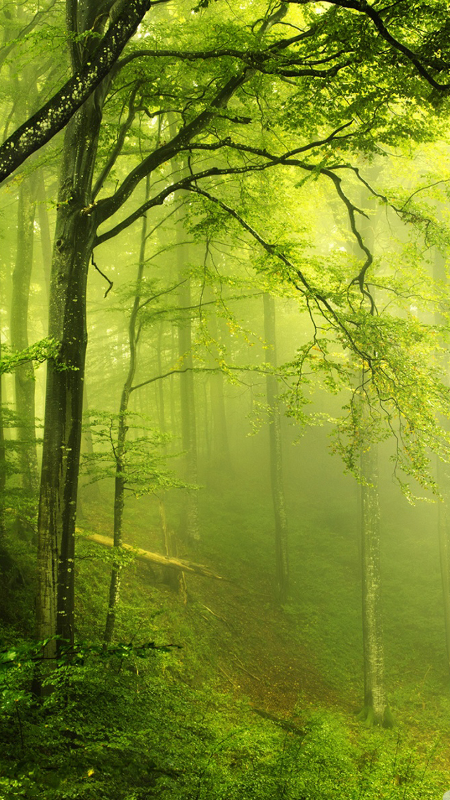 Beautiful green forest iPhone Wallpapers Download 640x1136