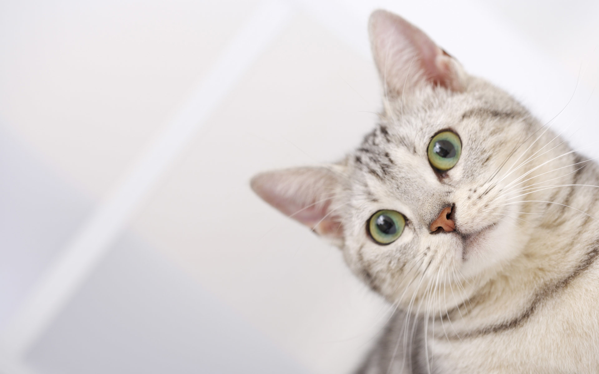 Cat Wallpaper For Desktop