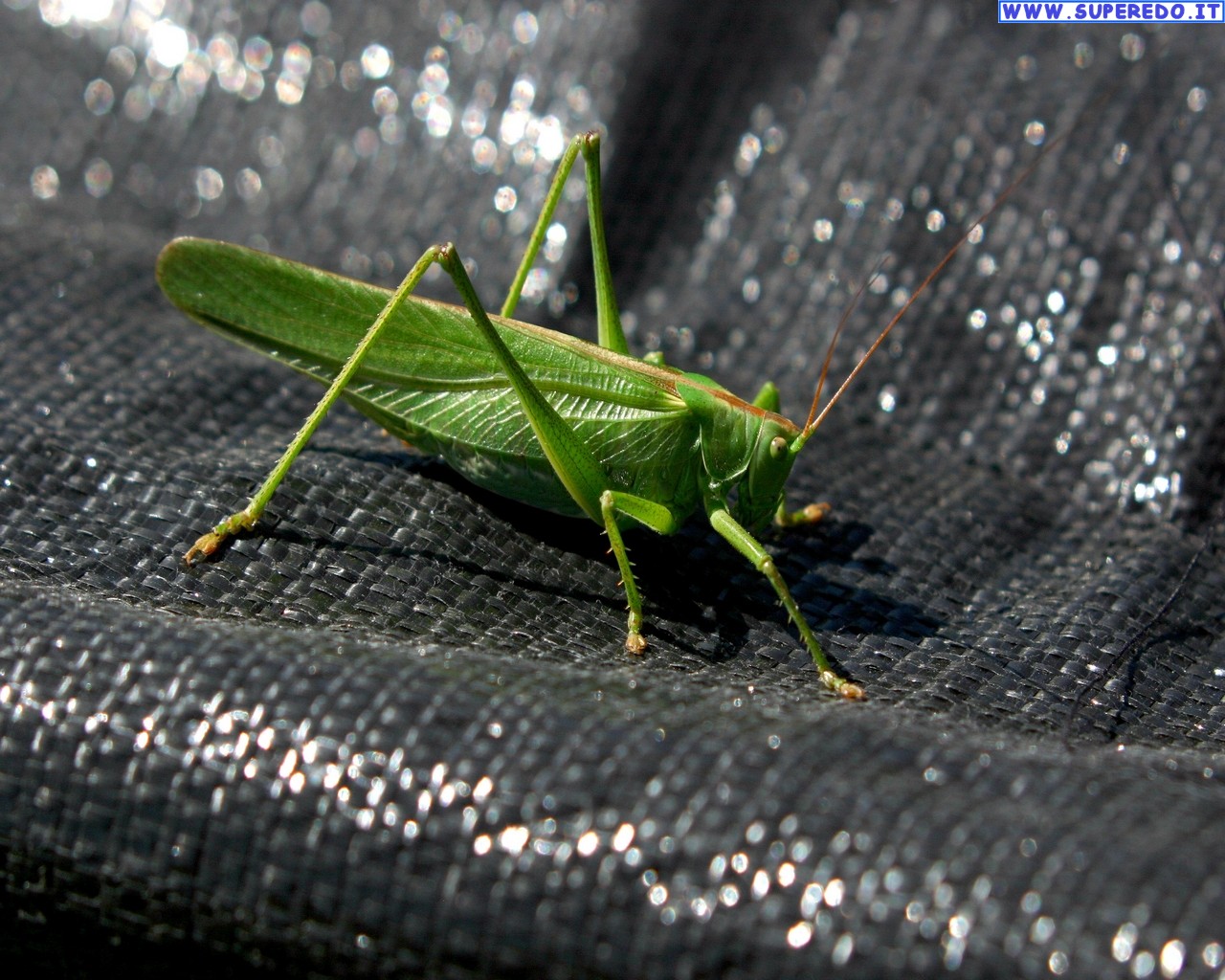Grasshoppers Wallpaper HD
