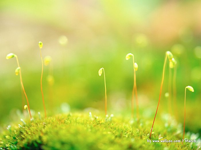 Early Spring Scene Wallpapers   Spring sprouts photo   Sprouts on the