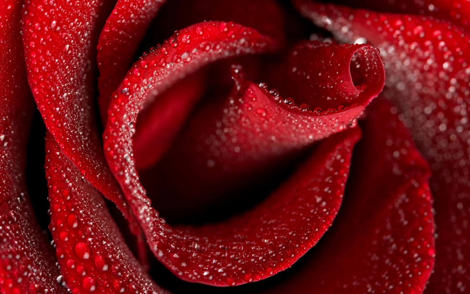 The Natural Pictures In HD So Get Red Rose Wallpaper