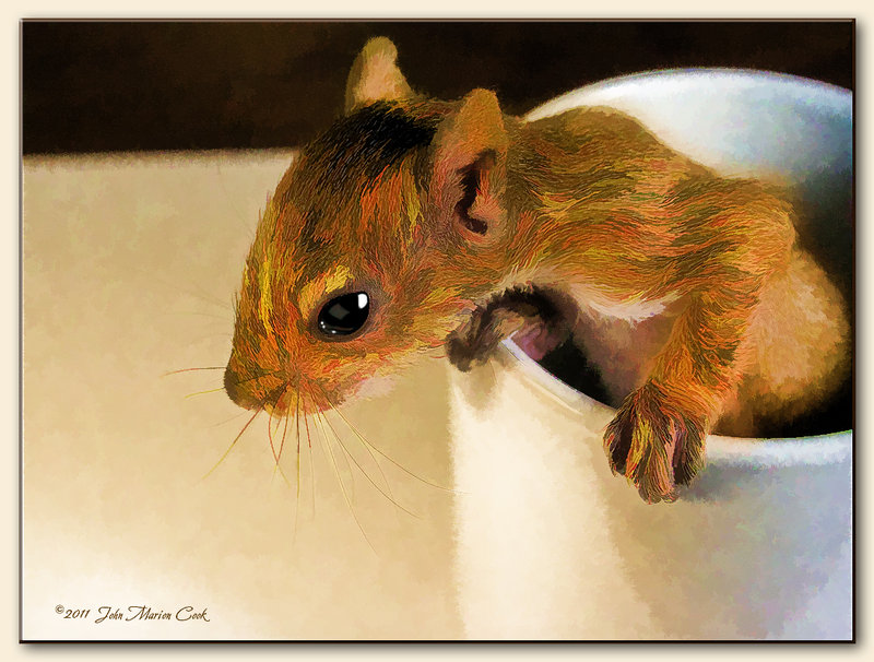 Baby Squirrel Wallpaper Zipper The Baby Squirrel 800x606