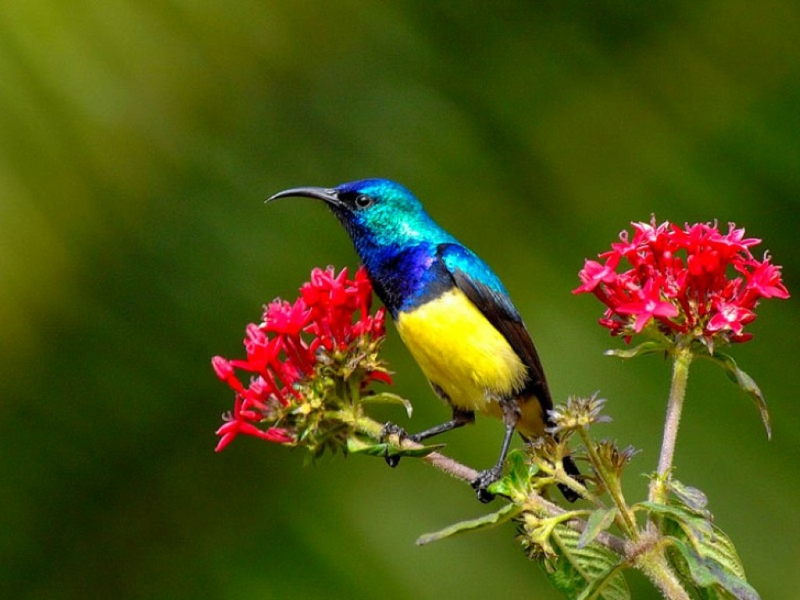 Beautiful Bird Bird w Flowers Animals Birds HD Desktop Wallpaper