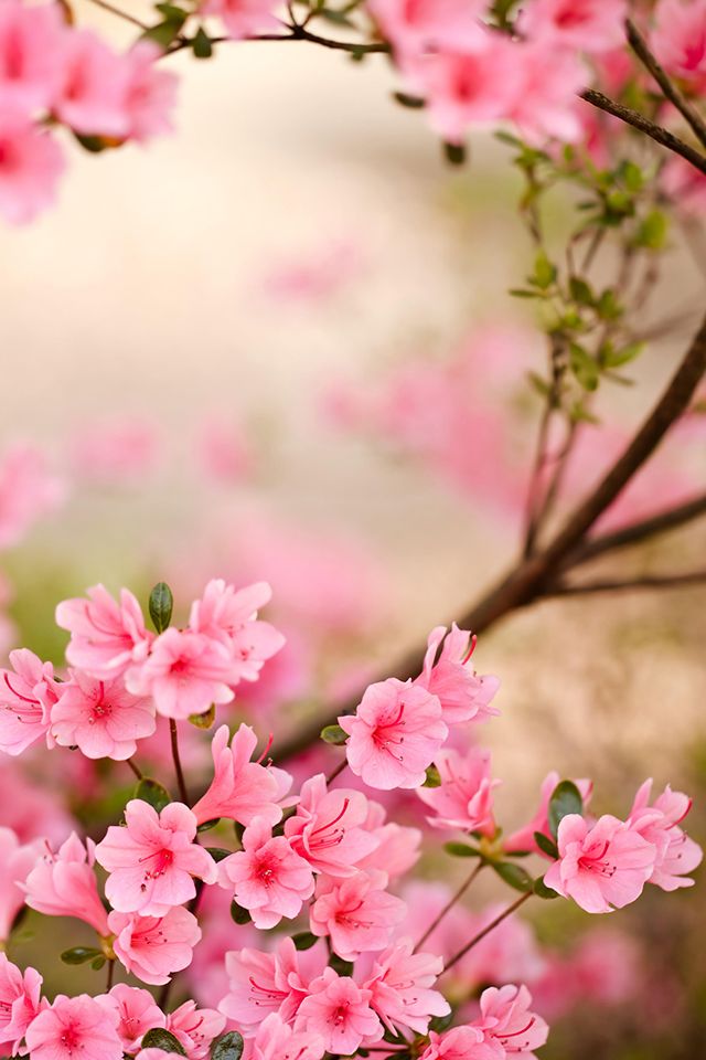 Flower Wallpaper For Android iPhone Desktop HD Magnificent Flowers
