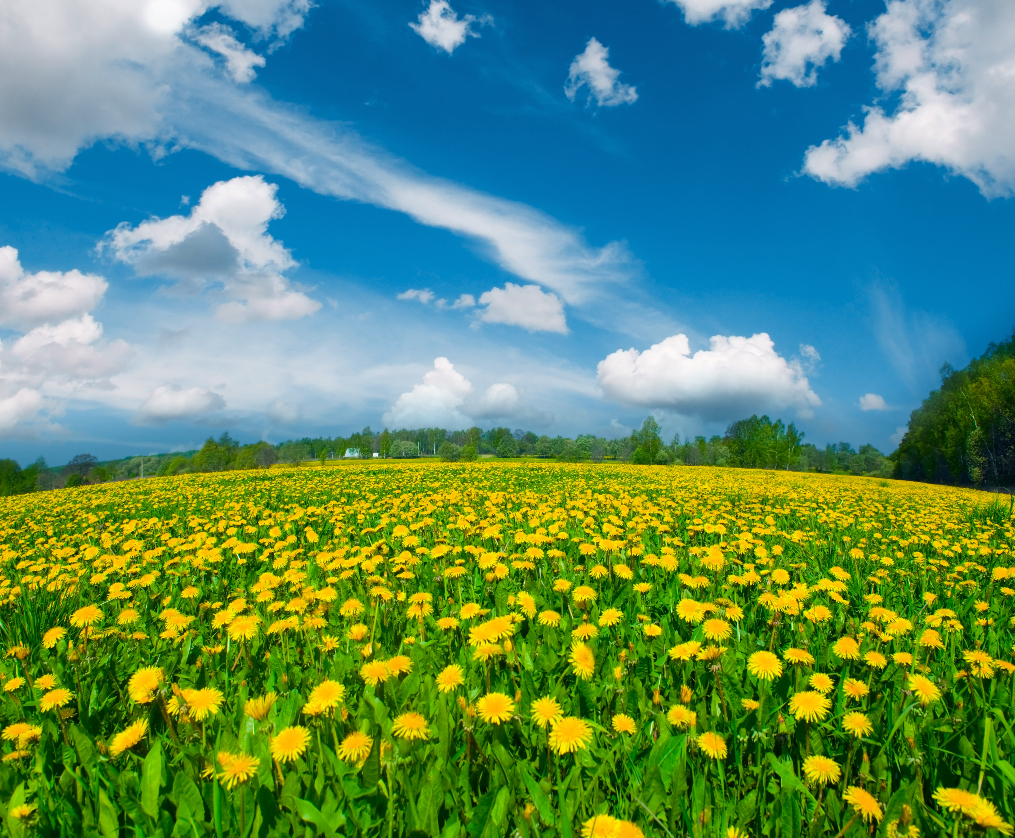 Summer Meadow With Dandelions Background Gallery Yopriceville