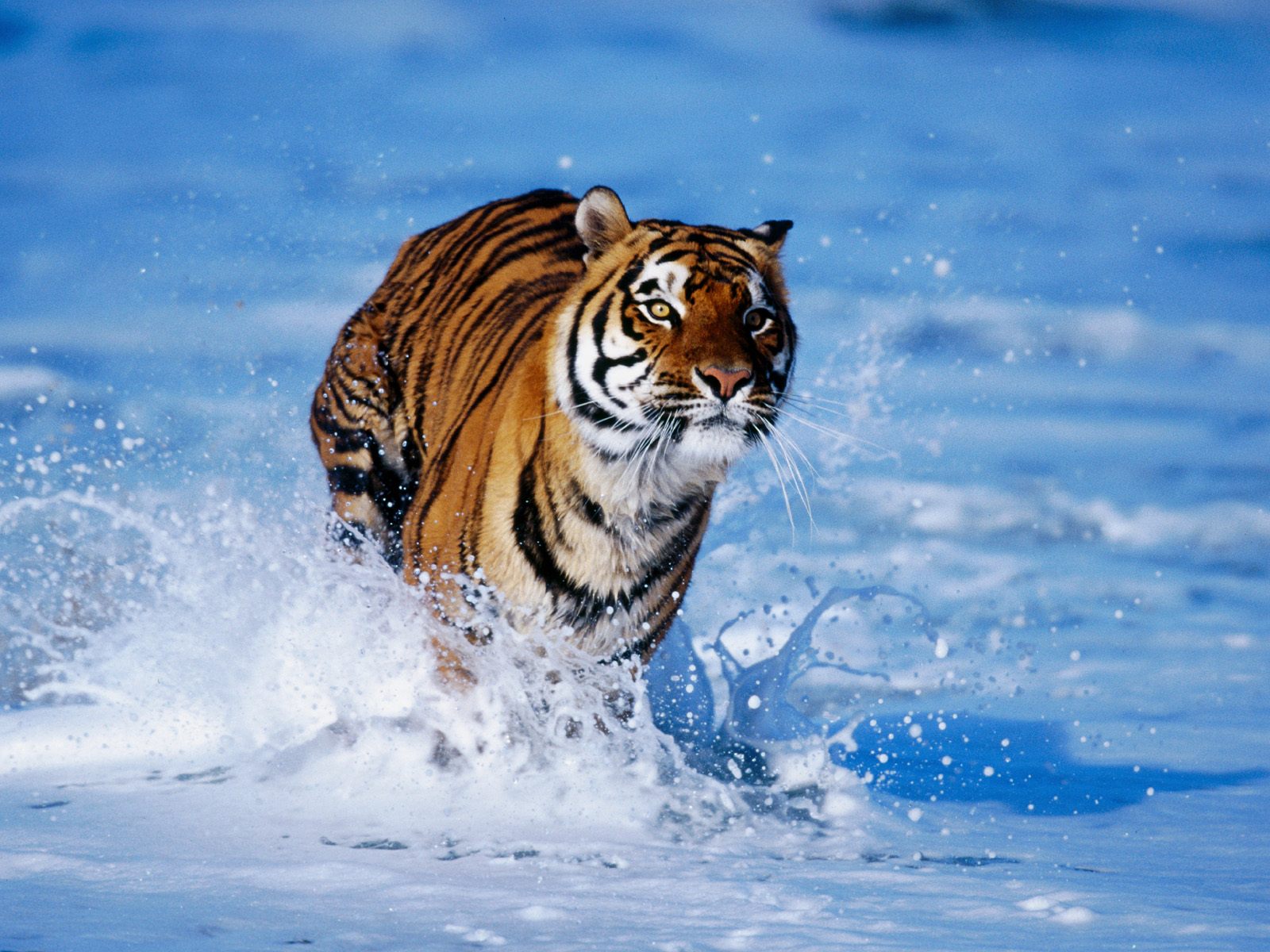 Tiger In Water Wallpaper HD
