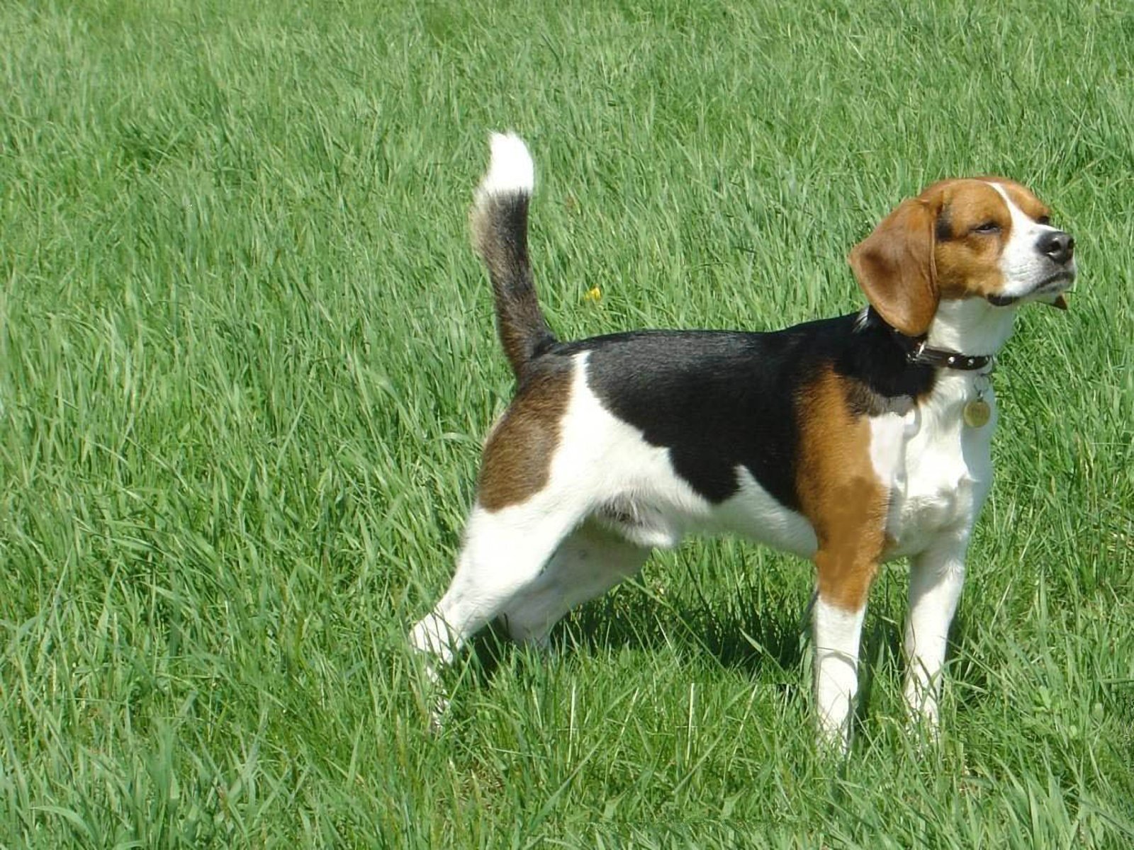 Beagle Precioso Fondos De Pantalla Fotos Gratis