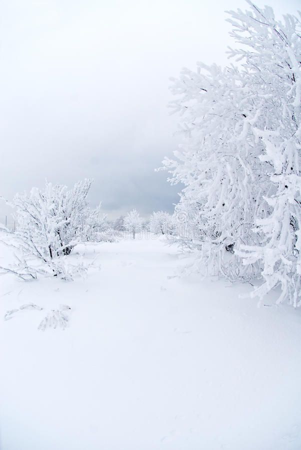 All White Under Snow Spectacular Winter Landscape With Cloudy