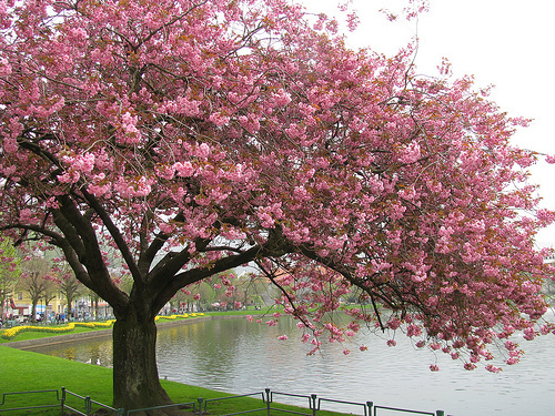 Cherry Blossom Tree Wallpaper Image In The Trees Club Tagged