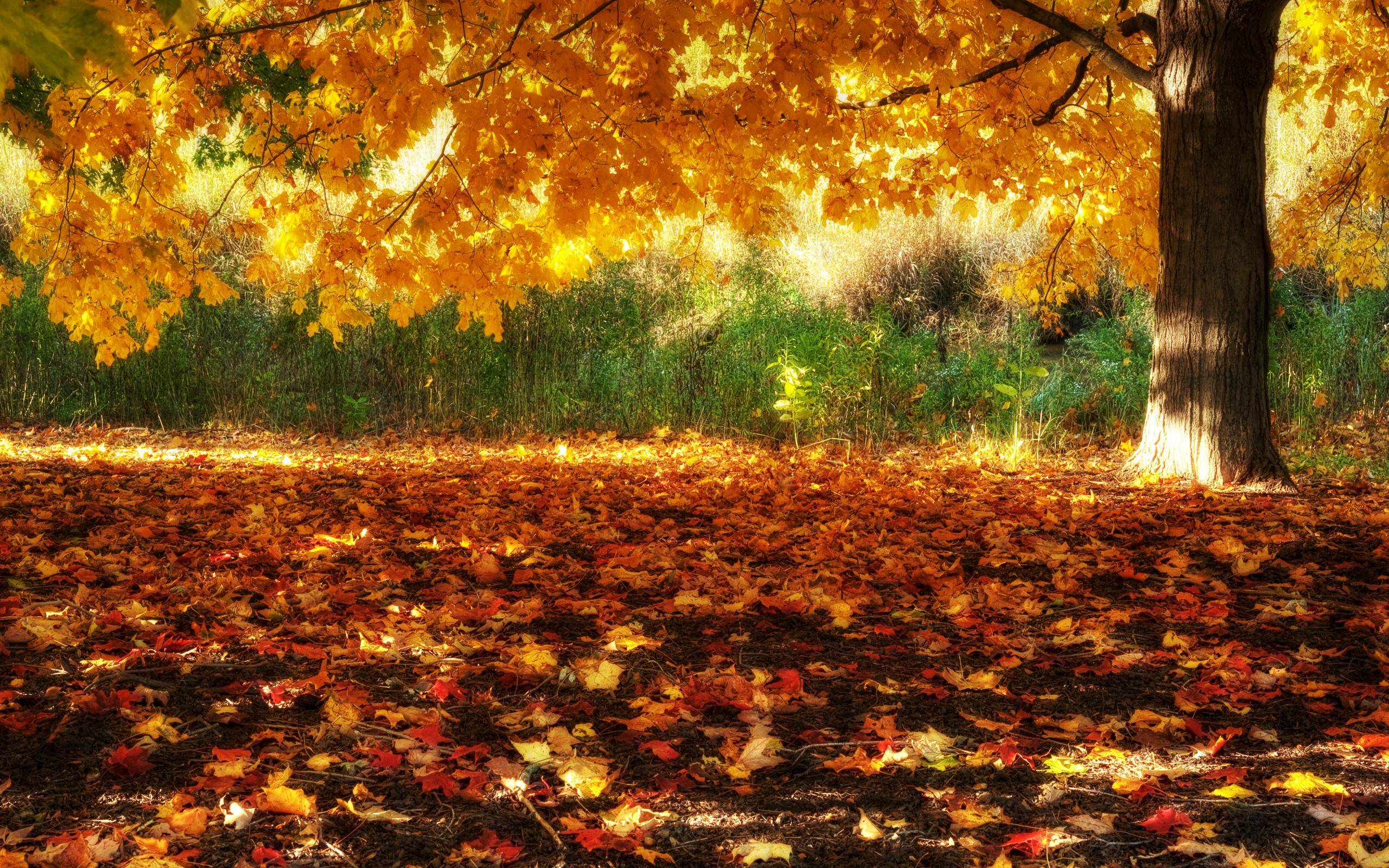 HD Fall Scenery Wallpapers